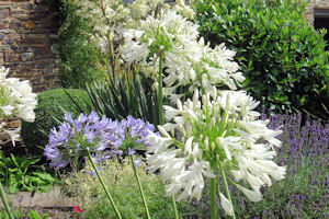 White and Blue Agapanthus
