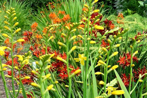 Crocosmia