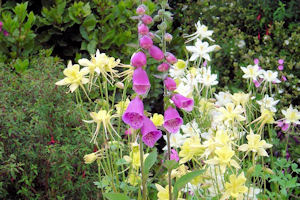 Foxglove with Aquilegia