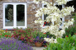 Yucca in flower