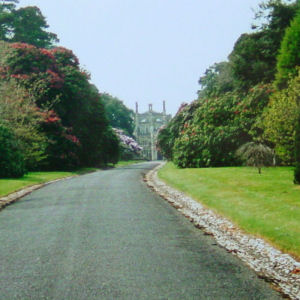 The approach to Tregothnan The approach to Tregothnan