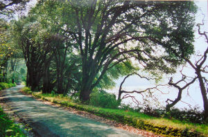 The Drive runs along side the Tresillian River